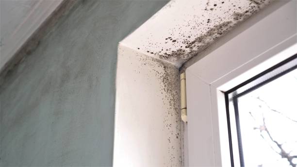 Best Emergency Mold Remediation in Bayside, WI