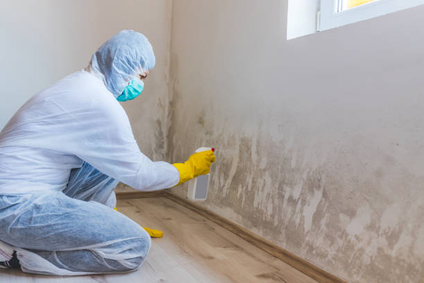 Best Industrial Mold Remediation in Bayside, WI