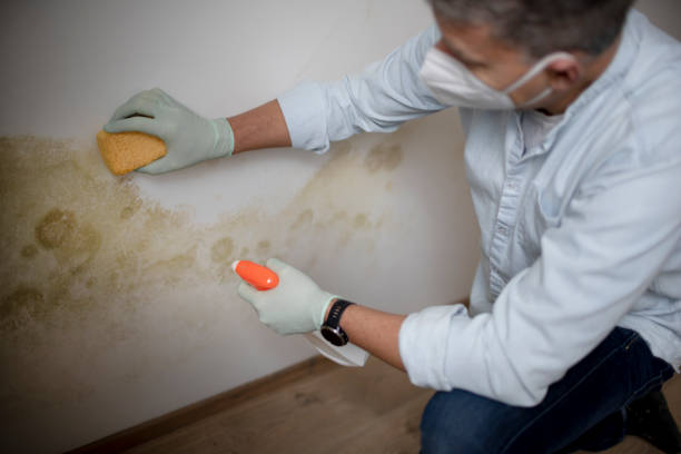 Best DIY Mold Remediation Support Services in Bayside, WI