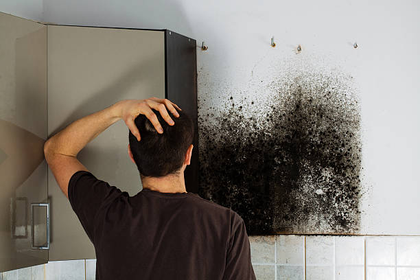 Professional Mold Remediation in Bayside, WI
