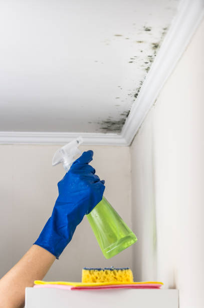 Best Post-Flood Mold Remediation in Bayside, WI